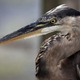 The heroic bird stares unblinkingly while pondering its next meal.